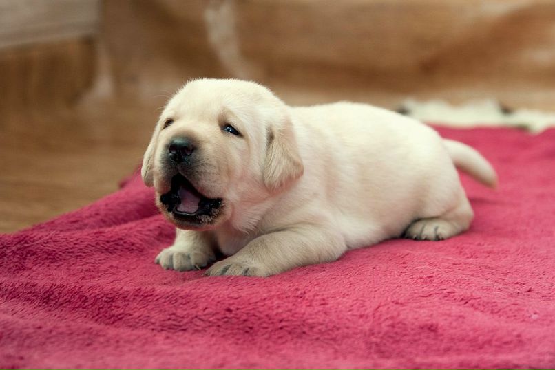 Катя Русь | Минск