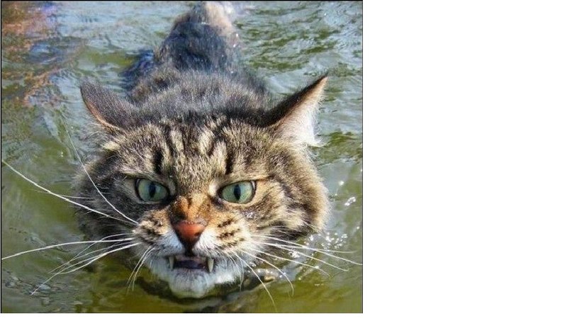 Эдуард Бояршинов *Edisson* | Киров