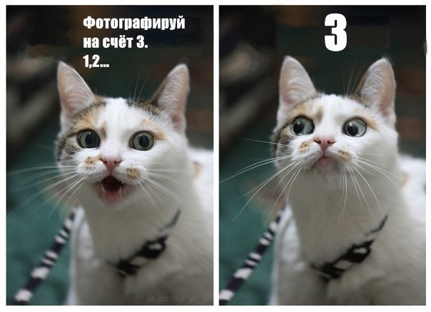 Дмитрий Маленко | Краснодар