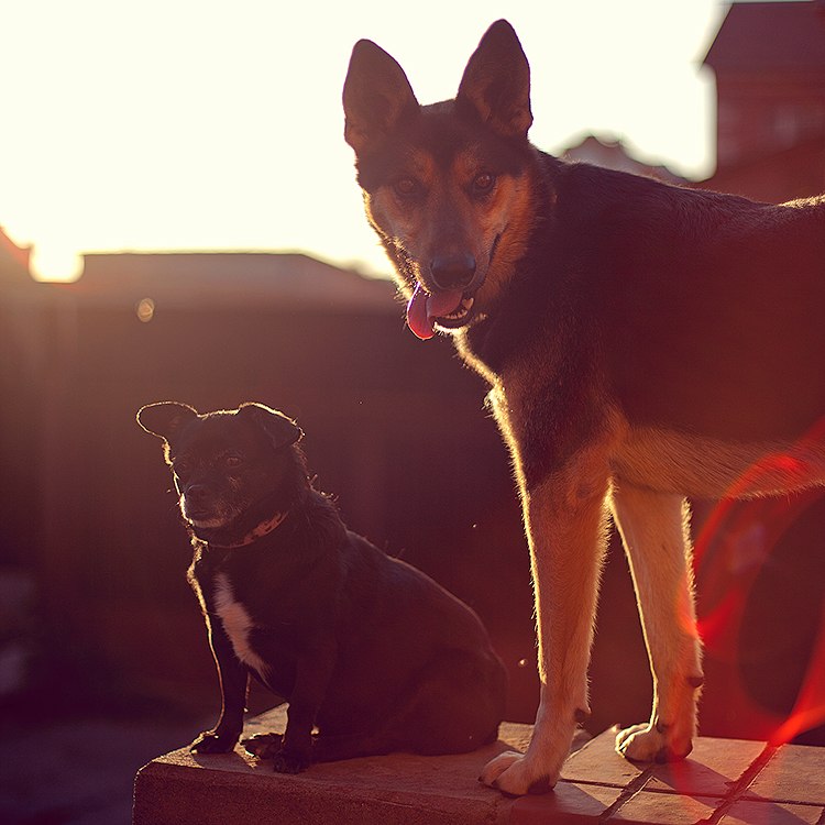 Дмитрий Майоров | 