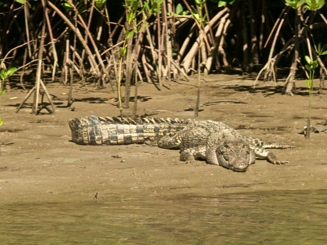 Дрю Святицкий | Melbourne