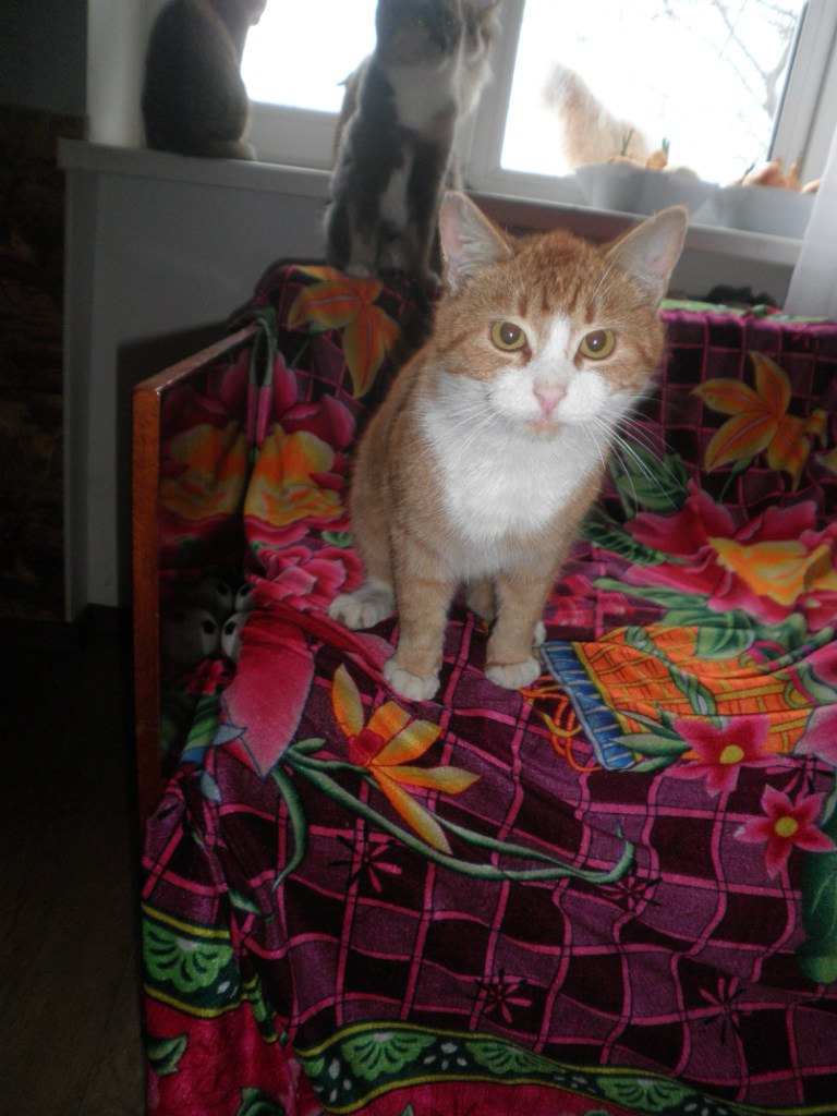 Валентина Корнийченко | Киев