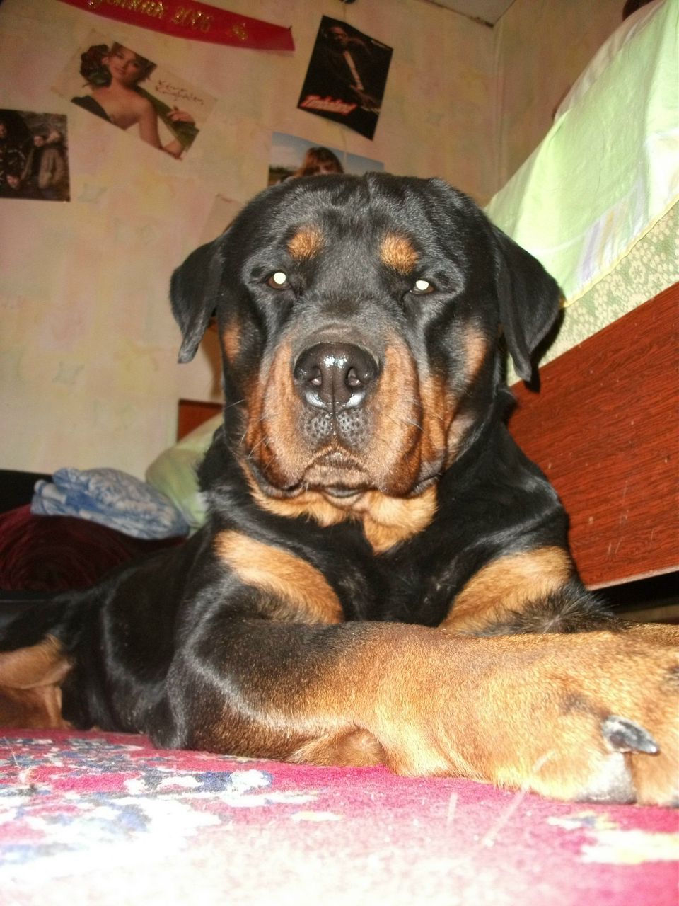 Александр Константинов | Йошкар-Ола