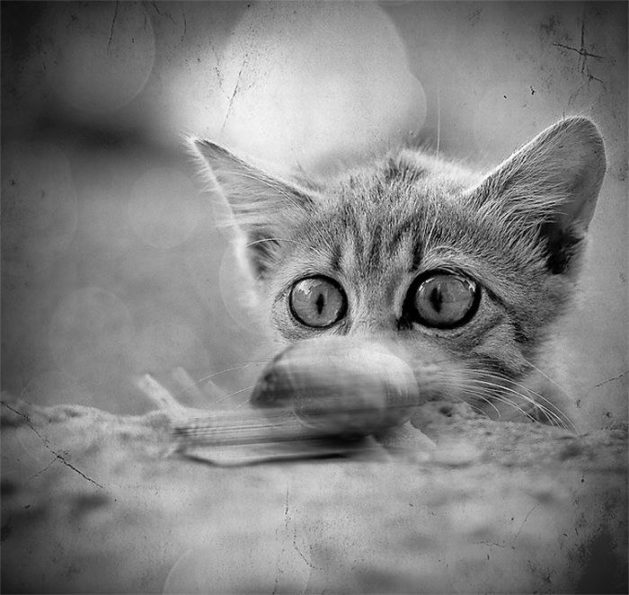 Татьяна Бертон Пташ | 