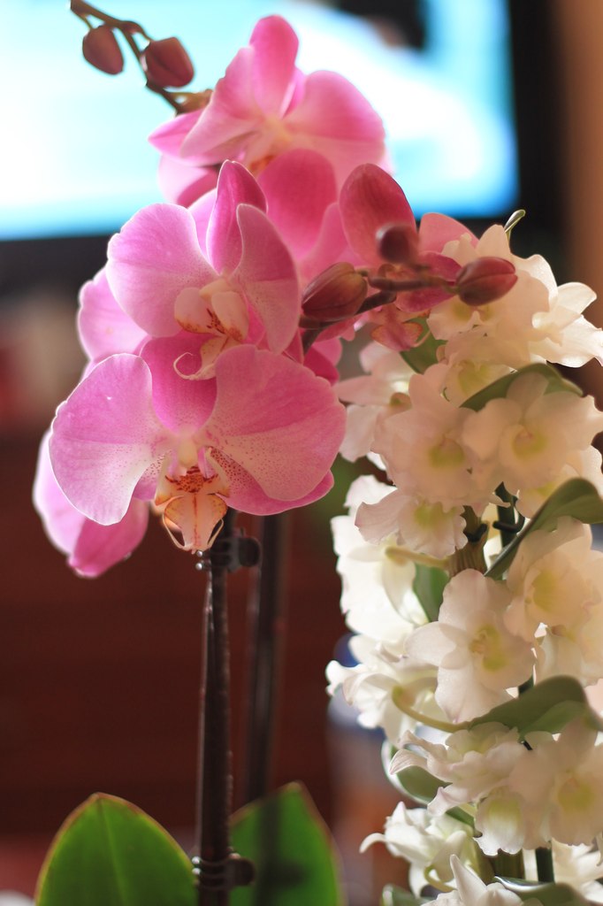 Юлия Косоверова | Москва