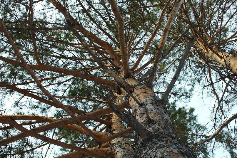 Максим Брюханов | Кыштым