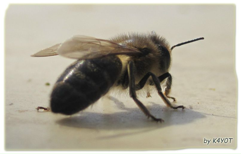 Александр Подобных K4Y0T | Санкт-Петербург