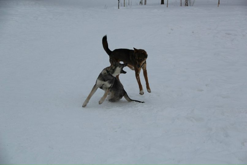 Елизавета Чаушева | Сургут
