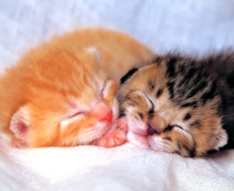 Дарья Астахова | Волхов