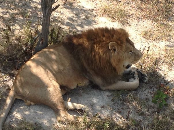 Зарина Албегова (Албегова), Россия, Владикавказ