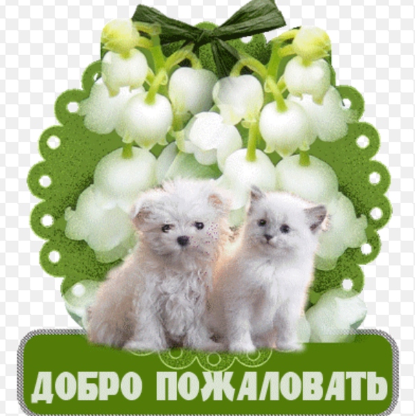 Открытка приветствуем новичков