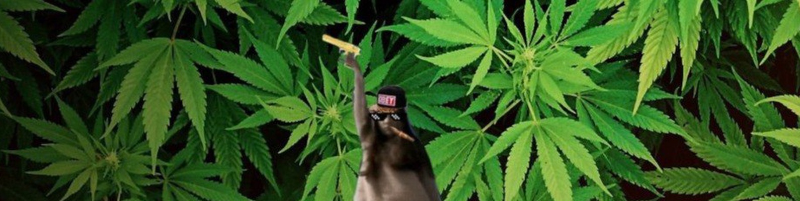 Секта мемов 2024 | ВКонтакте