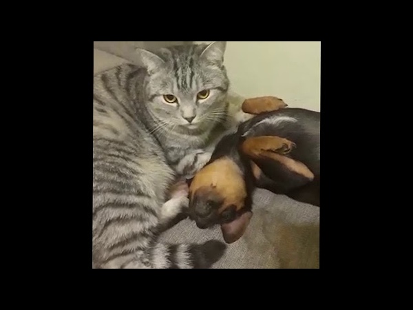 Кот усыновил Пса, Cat adopt a