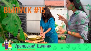 Уральские арбузы, дыни и перцы. ВЫПУСК #15