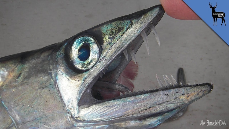 Lancet Fish Are Cannibalistic