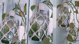 Glass bottle craft work / hanging money plant in home