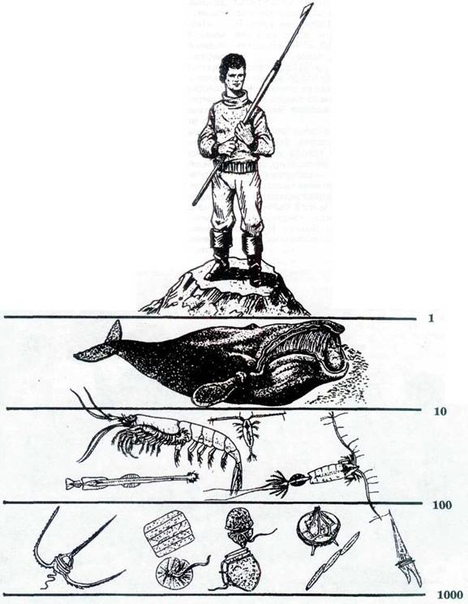 биология схемы пищевых цепей. человек звено пищевой цепи. типы пищевых цепей схема. схема пищевой цепи 5 класс биология. человек на вершине пищевой цепи.