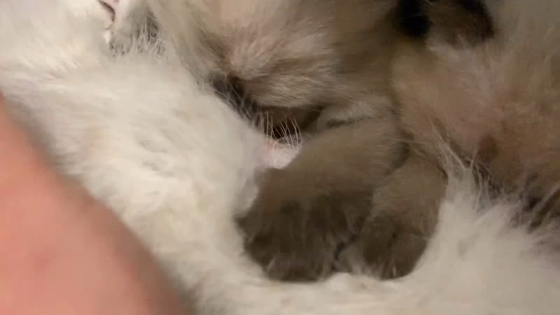 Видео от Инайи