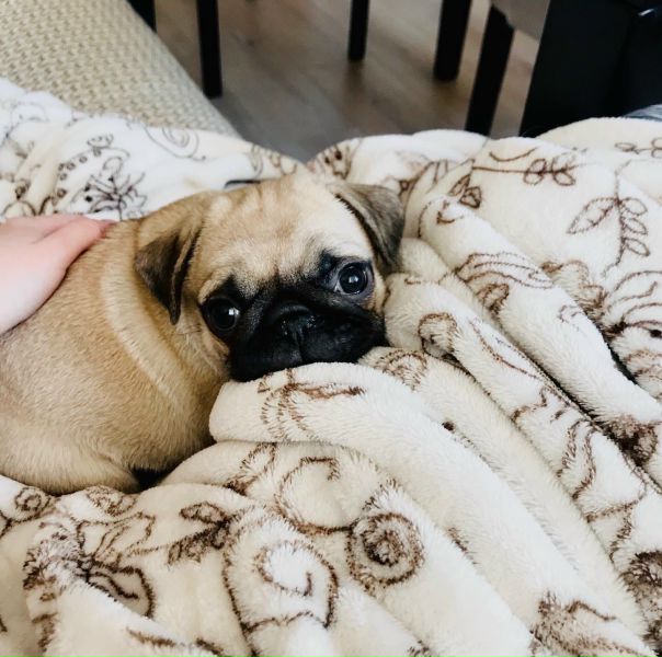 мопс. мопс породы собак. мопс длинношерстный. джиабао мопс. мопс doug.