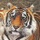 №100, Наталья Куприянова, Новосибирск №100, Наталья Куприянова, Новосибирск