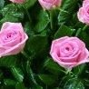 №42, Версалия Соколова, 35 лет №42, Версалия Соколова, 35 лет