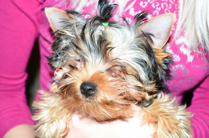 Виталий Вешкин iostream | Макеевка