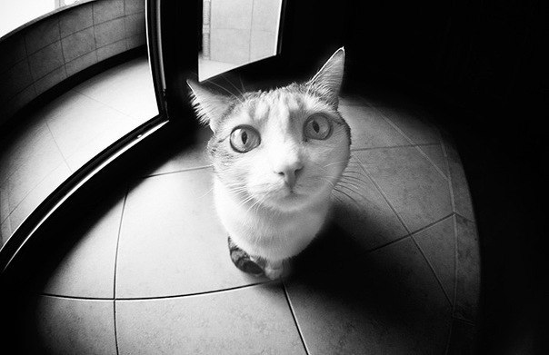 Леша Мишкин | Москва