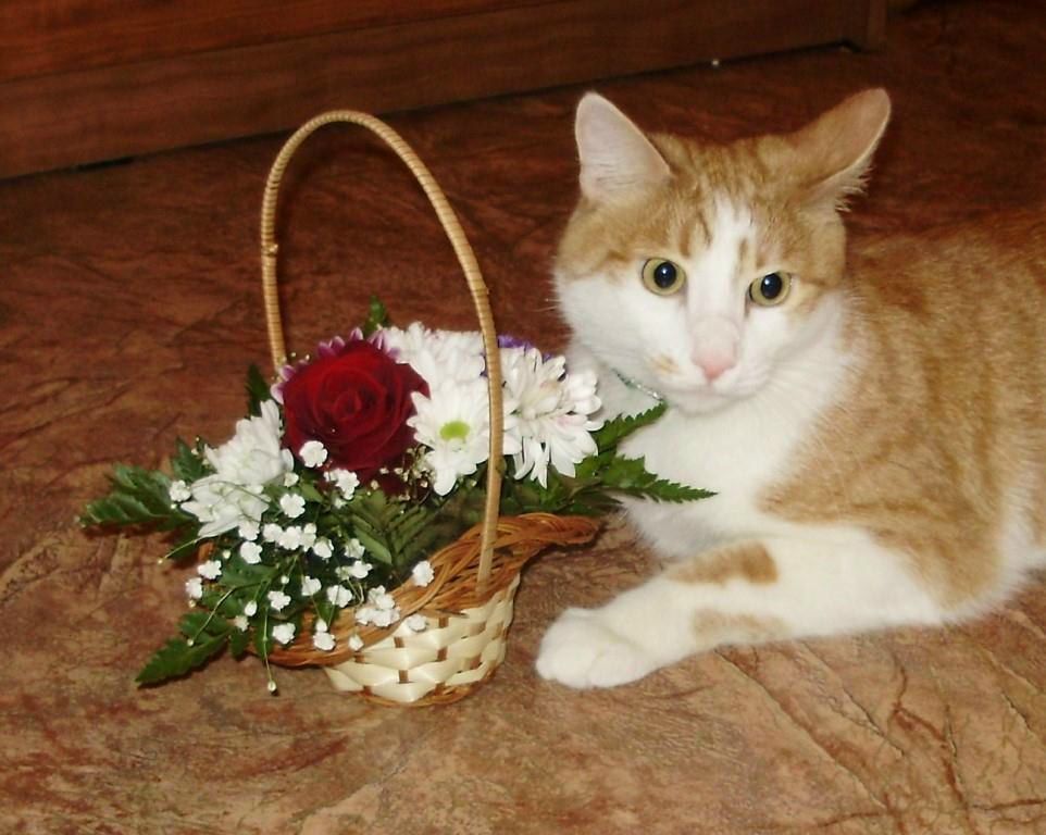 Юлия Голишева _Spy_на_чердаке_ | Новосибирск