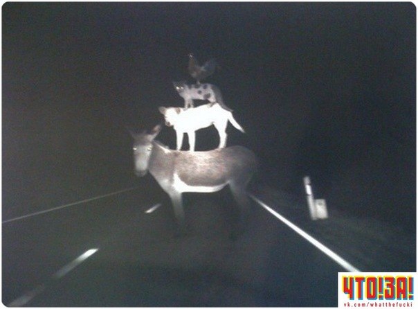 Александр Маринеско | 