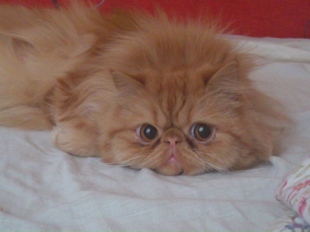 Светлана Богдан | Санкт-Петербург