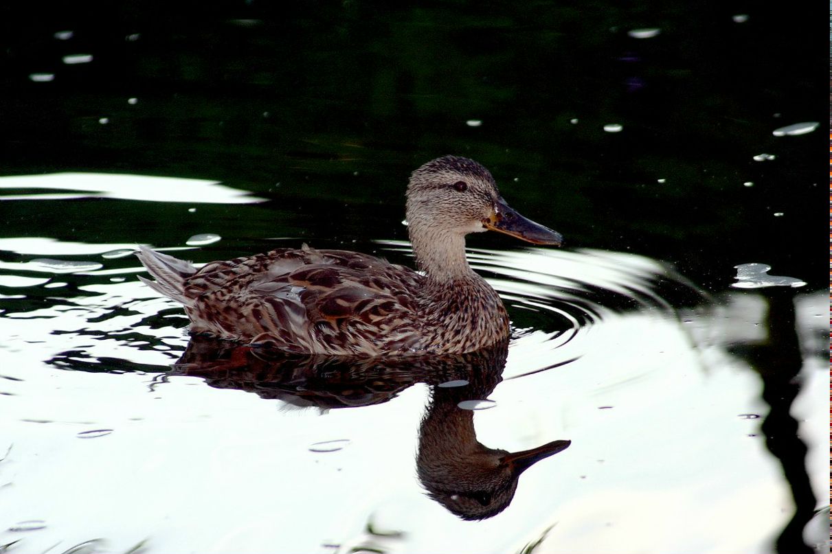 Дмитрий Валаханович | Минск