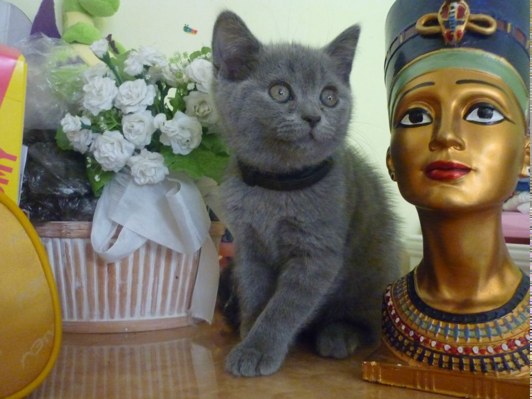 Елена Литвинова | 