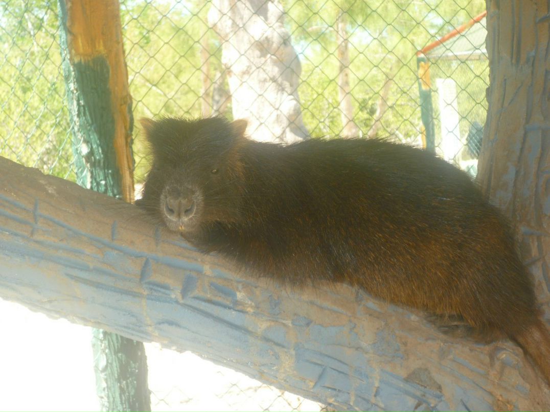 Мария Воеводина | Москва