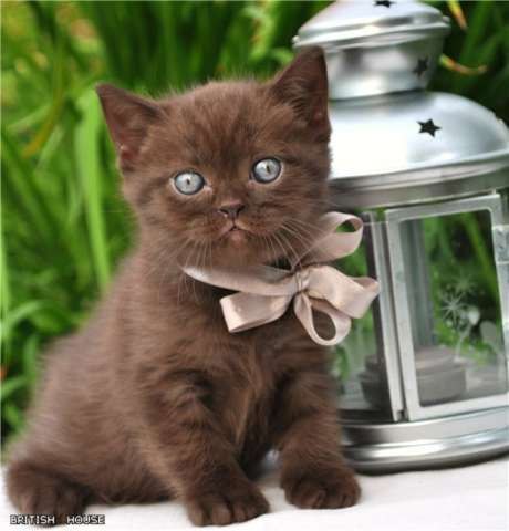 Наталия Щепина *V_i_V_a* | 