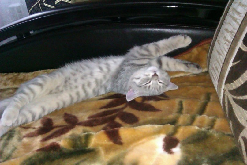 Елена Кольвах | Курск