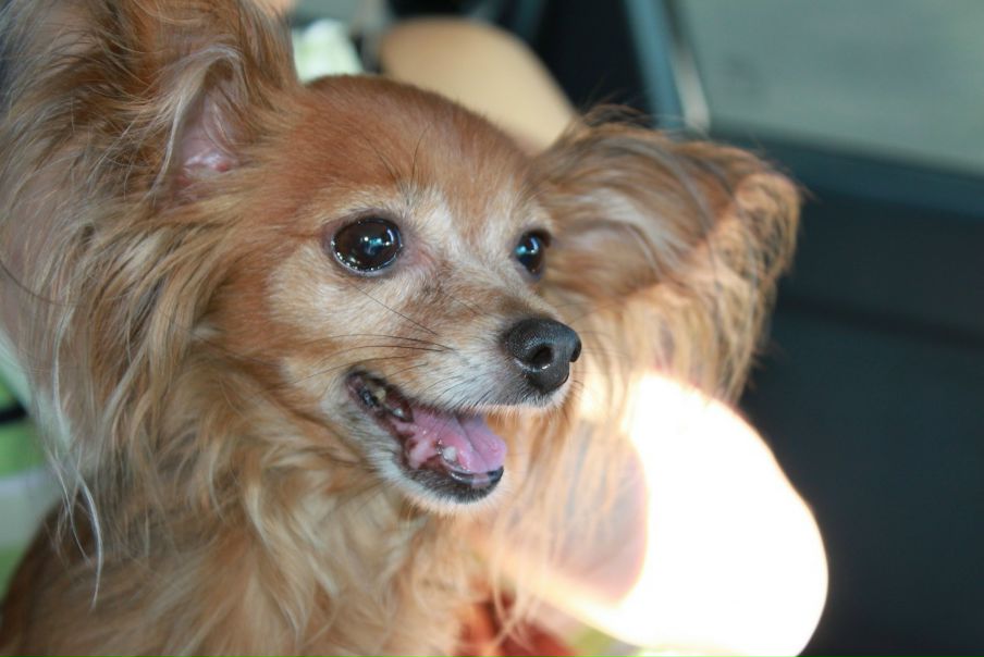 №9, Анжелика Самсонова №9, Анжелика Самсонова