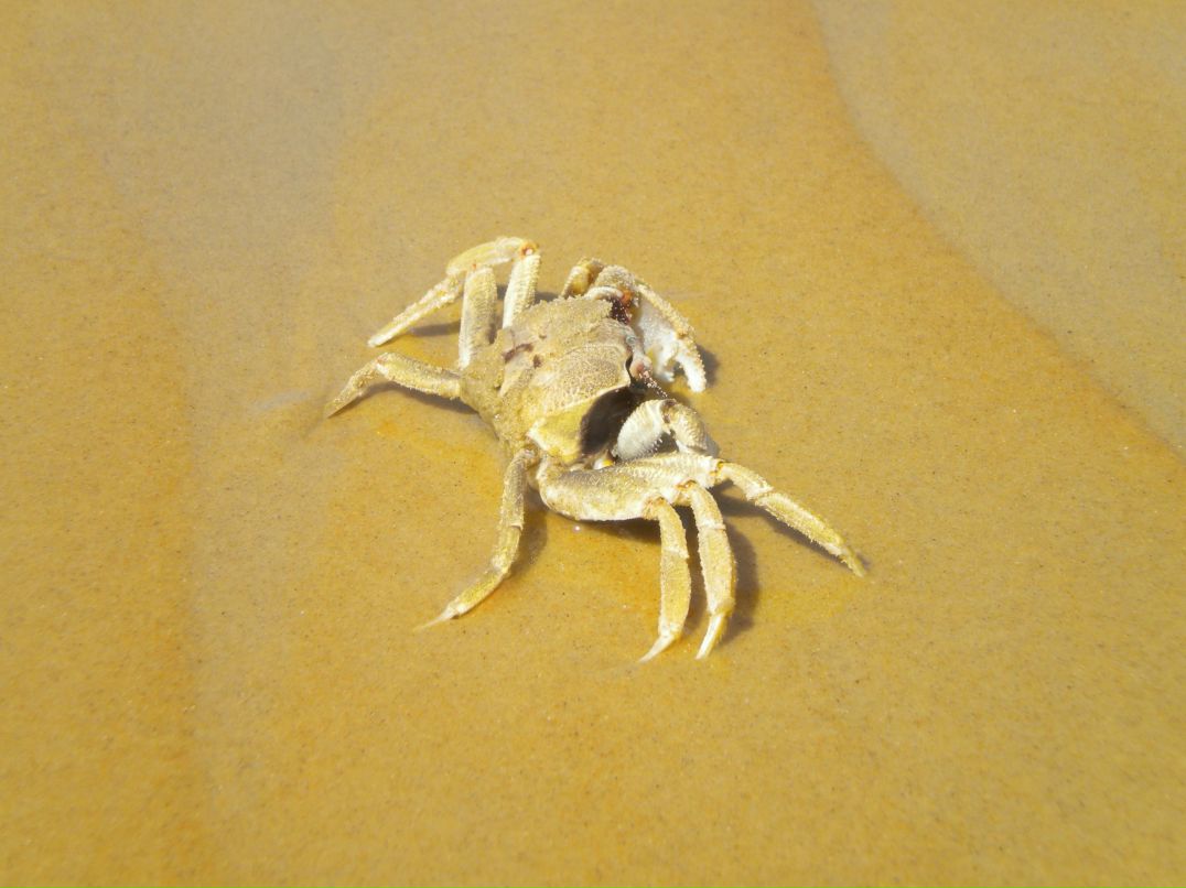 Александр Храпов ¯̿ ̿|̿ ̿ |   | |͇̿ ͇̿ ͇̿ | Оренбург