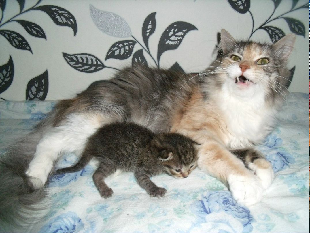 Екатерина Колье | Санкт-Петербург