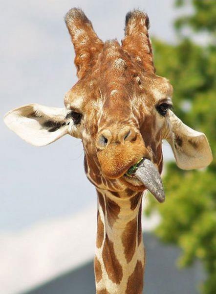 Анастасия Белова | Ивантеевка