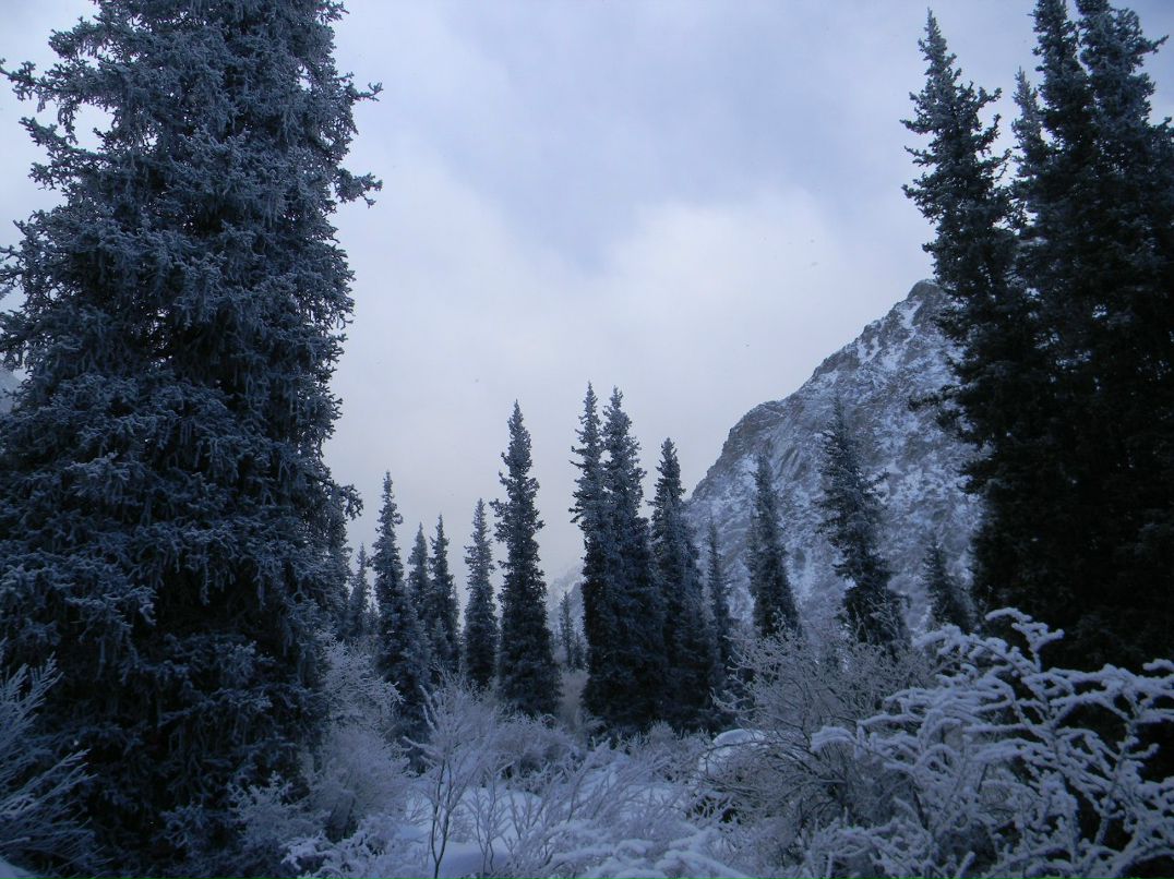 Паша Цветов | 