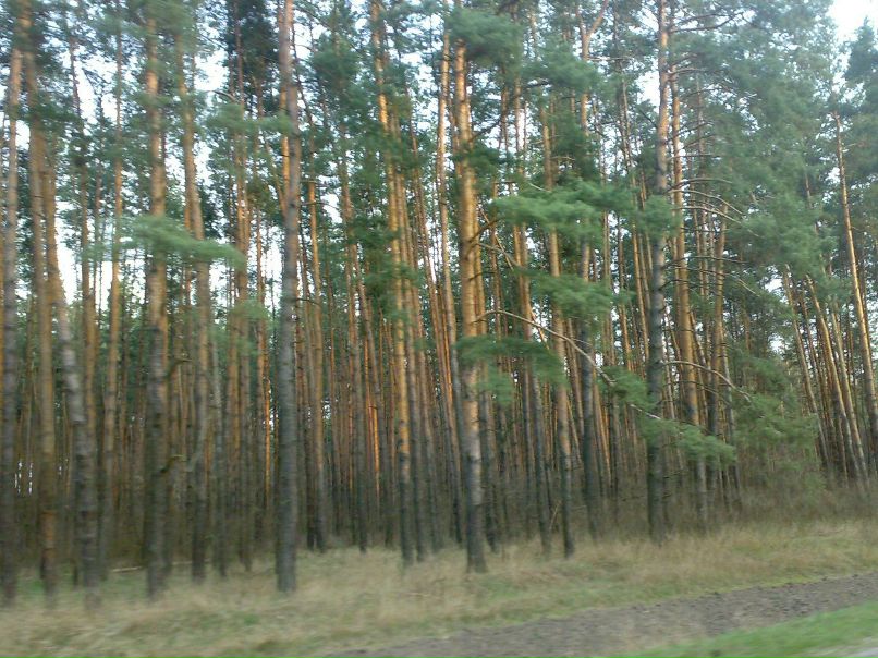 Максим Стёпкин | Белгород