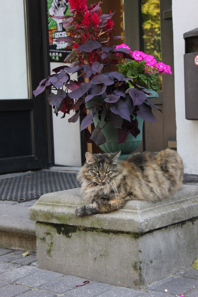 Кристина Афанасьева Сергеевна | Санкт-Петербург