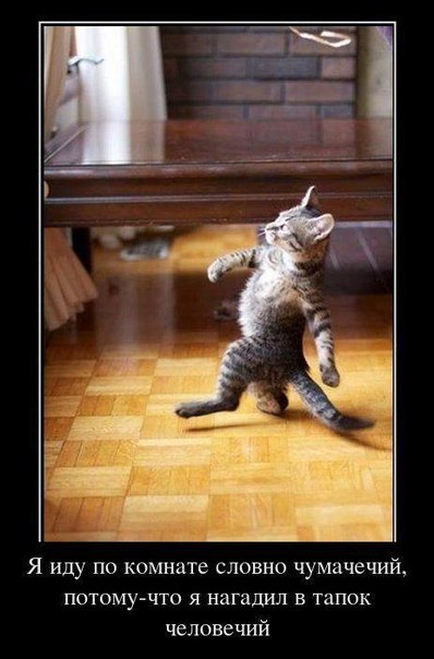 Слава Тимоша | 