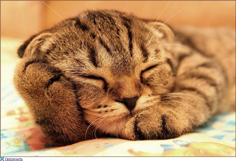 Андрей Варкуленец | Боровичи