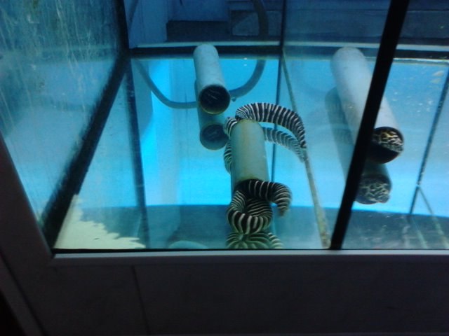 Яна Николаева | Москва