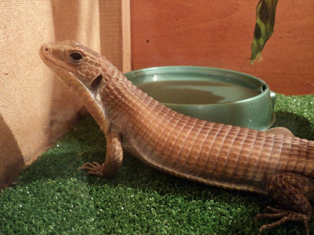 Александр Кузнецов | Чайковский