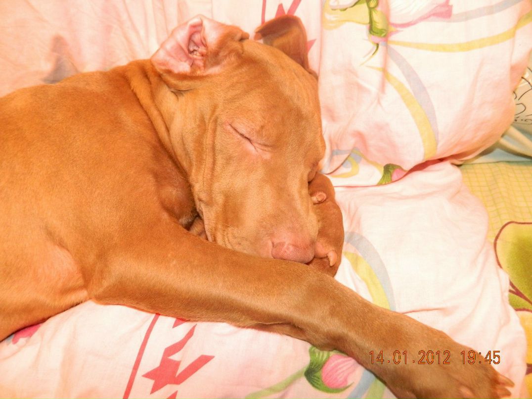 Богдан Бачин | 