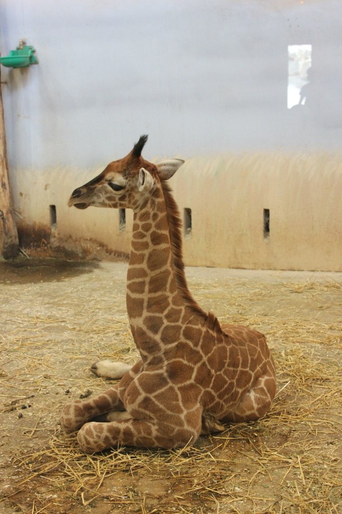 Кирилл Смирнов | Санкт-Петербург