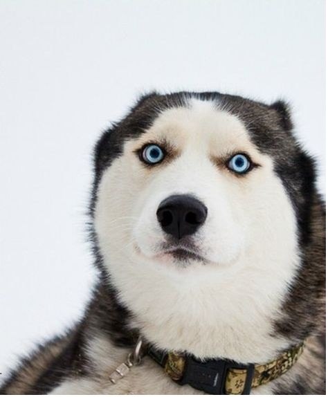 Куджимоши Повидерррный | Москва