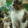 Аватар: Айгуль Хазитдинова